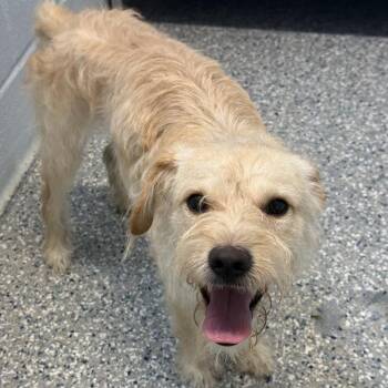 Beetle -  Terrier Dog for Adoption in Livingston, Texas - Beetle | PetCurious
