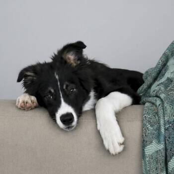 Padfoot -  Border Collie Dog for Adoption in Caldwell, Texas - Padfoot | PetCurious