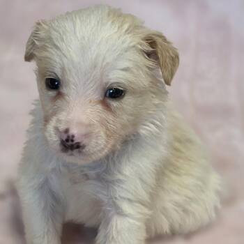 Spruce -  Border Collie Dog for Adoption in Wiggins, Mississippi - Spruce | PetCurious