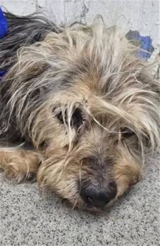 BETH -  Yorkshire Terrier and Mixed Breed Dog for Adoption in San Bernardino, California - BETH | PetCurious