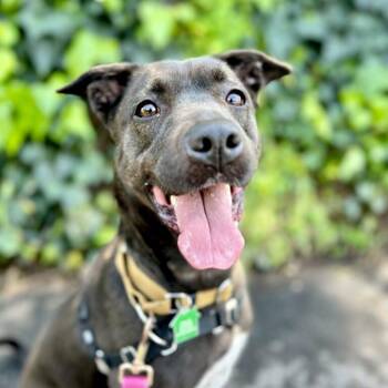 Haddie -  Black Labrador Retriever Dog for Adoption in San Diego, California - Haddie | PetCurious