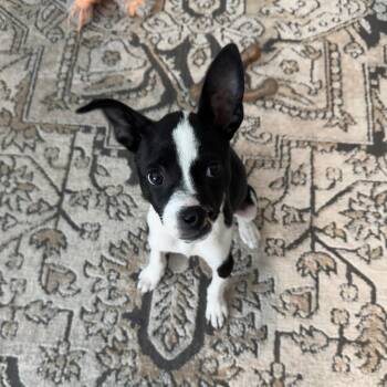 Omura -  Mixed Breed Dog for Adoption in Salt Lake City, Utah - Omura | PetCurious