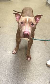 Rescue Mixed Breed Dogs for Adoption in West Chester, Pennsylvania - Freddie | PetCurious