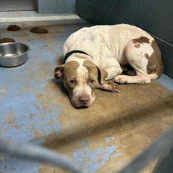 Cornflake -  Mixed Breed Dog for Adoption in Gadsden, Alabama - Cornflake | PetCurious