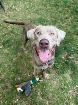 Bruno -  Labrador Retriever Dog for Adoption in Hudson, Massachusetts - Bruno | PetCurious