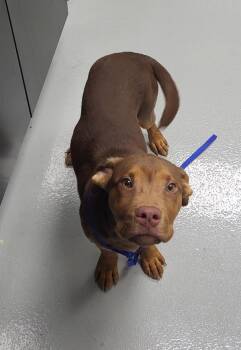 Pen 187 Fenway -  Pit Bull Terrier Dog for Adoption in Lawrenceville, Georgia - Pen 187 Fenway | PetCurious