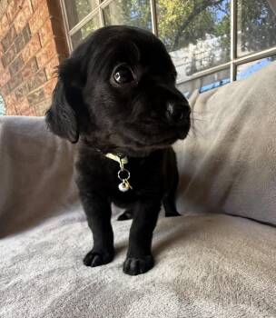 Kiwi -  Golden Retriever and Mixed Breed Dog for Adoption in Warr Acres, Oklahoma - Kiwi | PetCurious