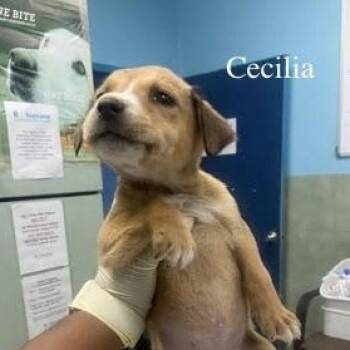 Mixed Breed Dogs Available for Adoption - Cecilia (20260219-11) | PetCurious
