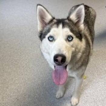 Siberian Husky Dogs Available for Adoption in Roseburg, Oregon - Velma | PetCurious