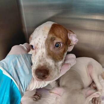 Jack Olantern -  Mixed Breed Dog for Adoption in Austin, Texas - Jack Olantern | PetCurious