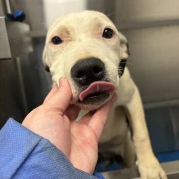 Pit Bull Terrier Dogs Available for Adoption in Morganton, North Carolina - Chewbarka | PetCurious