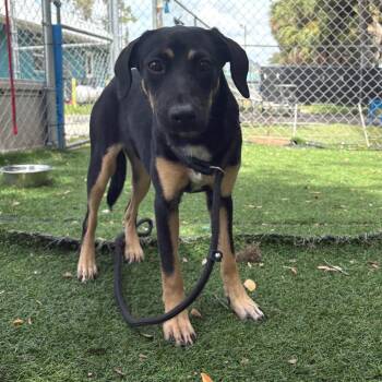Tamera -  Hound and Mixed Breed Dog for Adoption in Port Richey, Florida - Tamera | PetCurious