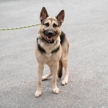 Ocean -  German Shepherd Dog Dog for Adoption in Chester Springs, Pennsylvania - Ocean | PetCurious