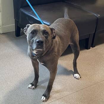 Rosette -  Labrador Retriever and Mixed Breed Dog for Adoption in Pasadena, California - Rosette | PetCurious