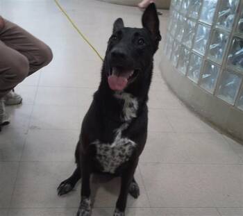 TAMMY -  German Shepherd Dog Dog for Adoption - TAMMY | PetCurious