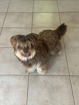 Rescue Border Terrier Dogs for Adoption in Sugar Land, Texas - Mila | PetCurious