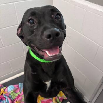 Pit Bull Terrier Dogs Available for Adoption in Fort Wayne, Indiana - Mooch | PetCurious
