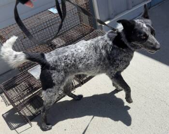 Australian Cattle Dog Blue Heeler Dogs Available for Adoption in Elko, Nevada - 60963050 | PetCurious