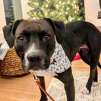Miss Daisy -  Pit Bull Terrier Dog for Adoption in Austin, Texas - Miss Daisy | PetCurious