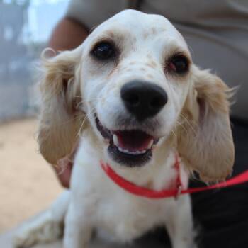 Pippa -  Spaniel Dog for Adoption in Yucca Valley, California - Pippa | PetCurious
