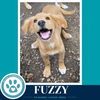 Fuzzy (F Troop) 082226 -  Labrador Retriever Dog for Adoption in Kimberton, Pennsylvania - Fuzzy (F Troop) 082226 | PetCurious