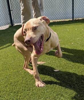 Pit Bull Terrier and Mixed Breed Dogs Available for Adoption - Grover - 2 | PetCurious
