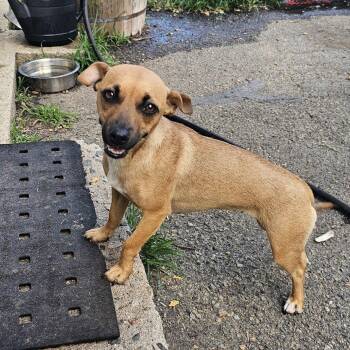 Trixie -  Corgi Dog for Adoption in Ringwood, New Jersey - Trixie | PetCurious