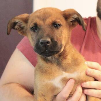 Rescue Shepherd Dogs for Adoption in San Francisco, California - Paddington | PetCurious