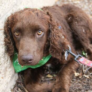 Rescue Spaniel and Poodle Dogs for Adoption in Washington, District Of Columbia - Lilly Ann | PetCurious