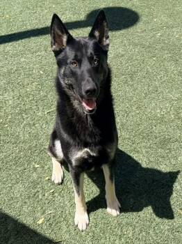 BECK -  German Shepherd Dog Dog for Adoption in Salinas, California - BECK | PetCurious