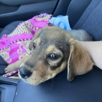 Reina -  Hound Dog for Adoption in Hillsborough, North Carolina - Reina | PetCurious