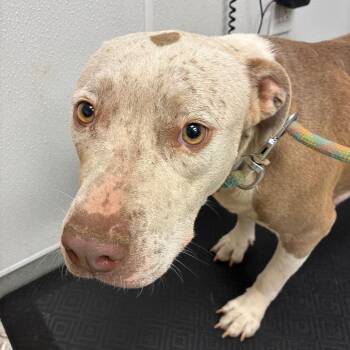 Katie -  Pit Bull Terrier Dog for Adoption in Abilene, Texas - Katie | PetCurious