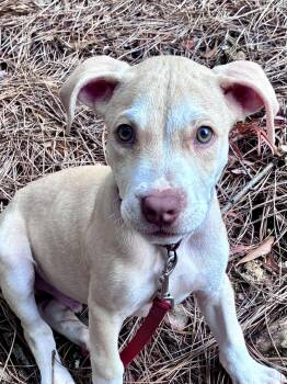 Bronco -  Terrier Dog for Adoption in Woodstock, Georgia - Bronco | PetCurious
