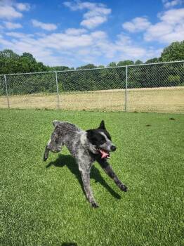 Cattle Dog Dogs Available for Adoption in Jackson, Tennessee - Texaco | PetCurious