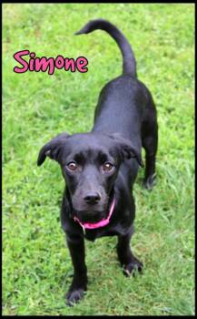 Simone -  Hound Dog for Adoption in Shippenville, Pennsylvania - Simone | PetCurious
