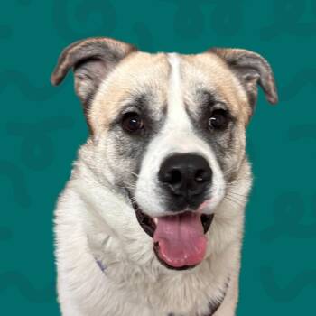 Albus -  Great Pyrenees Dog for Adoption in Reno, Nevada - Albus | PetCurious
