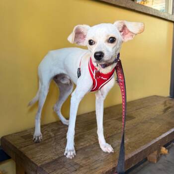 Monty -  Chihuahua and Italian Greyhound Dog for Adoption in Boulder, Colorado - Monty | PetCurious