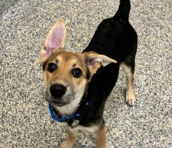 Holly -  German Shepherd Dog Dog for Adoption in Golden, Colorado - Holly | PetCurious