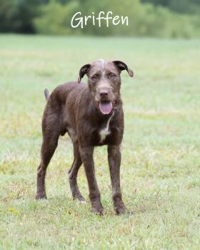 Griffen -  Pointer Dog for Adoption in Watkinsville, Georgia - Griffen | PetCurious