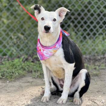 Border Collie and Mcnab Dogs Available for Adoption in Madisonville, Texas - Ellie | PetCurious