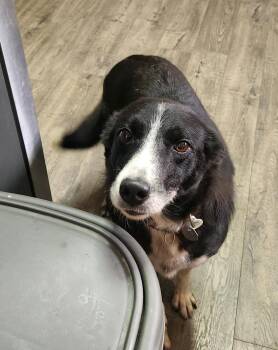 Lady 347 -  Border Collie Dog for Adoption in Twin Lakes, Wisconsin - Lady 347 | PetCurious