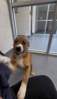 Labrador Retriever and Shepherd Dogs Available for Adoption in Hilton Head Island, South Carolina - Worthington | PetCurious
