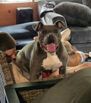 Opie -  Pit Bull Terrier Dog for Adoption in Carmel Hamlet, New York - Opie | PetCurious