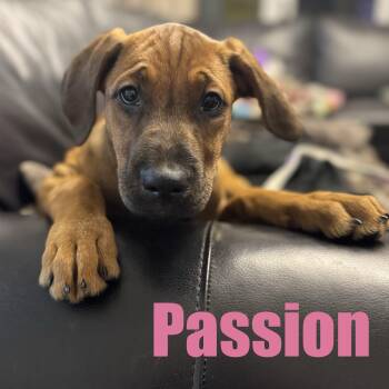 Bernadoodle and Boxer Dogs Available for Adoption - Passion | PetCurious
