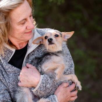 Terrier Dogs Available for Adoption in Chester Springs, Pennsylvania - Armatt | PetCurious