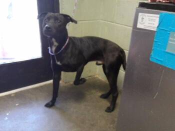 JETT -  Labrador Retriever and Mixed Breed Dog for Adoption in Tulsa, Oklahoma - JETT | PetCurious