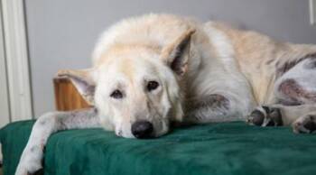 Caeser -  Shepherd and Mixed Breed Dog for Adoption in Kansas City, Missouri - Caeser | PetCurious