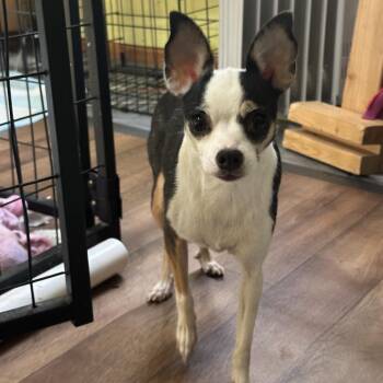 Blakely -  Mixed Breed Dog for Adoption in Dekalb, Illinois - Blakely | PetCurious