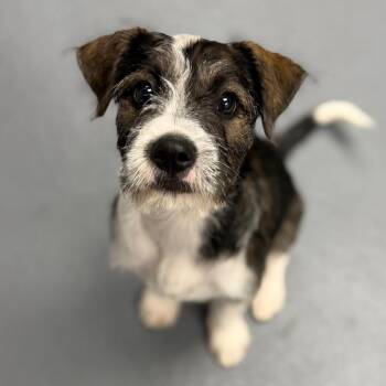 Bonbon the Dog -  Mixed Breed Dog for Adoption in Sarasota, Florida - Bonbon The Dog | PetCurious