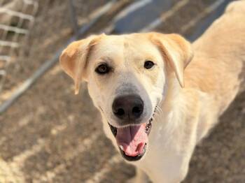 Elle -  Great Pyrenees and Labrador Retriever Dog for Adoption in Coldwater, Michigan - Elle | PetCurious